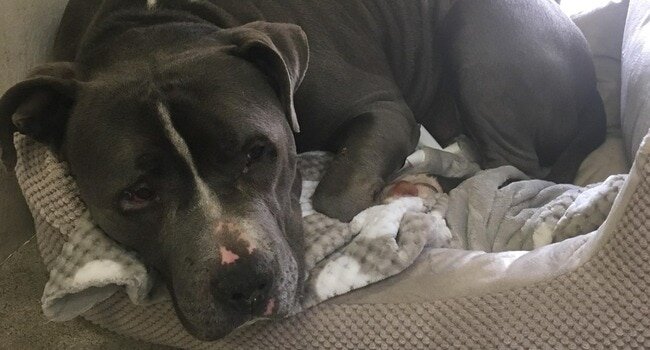Тревога у собак: причины и лечение