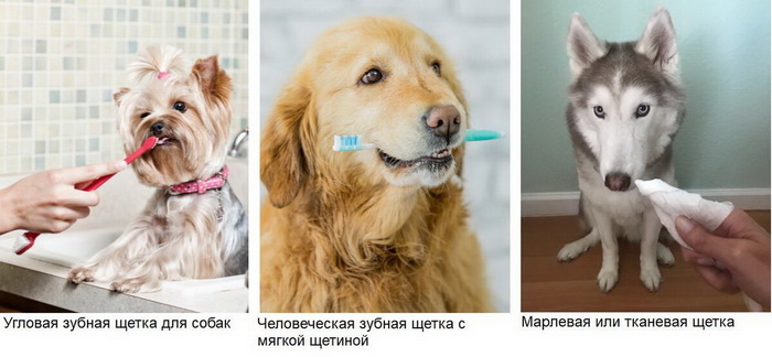 Как чистить зубы собаке