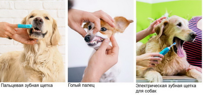 Как чистить зубы собаке