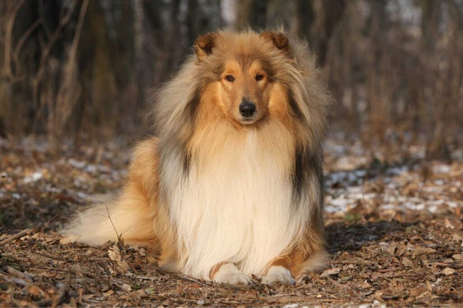 Шотландский колли