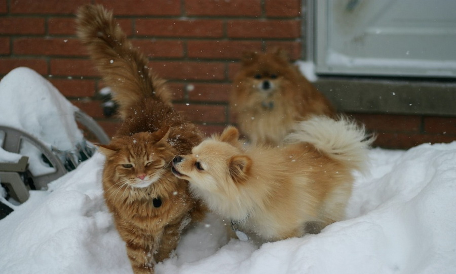 Померанец и рыжий кот