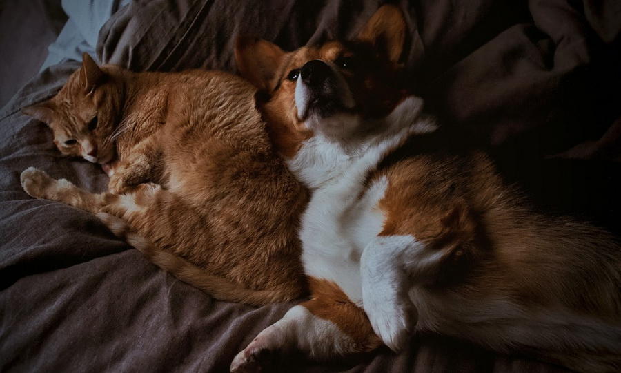 Корги