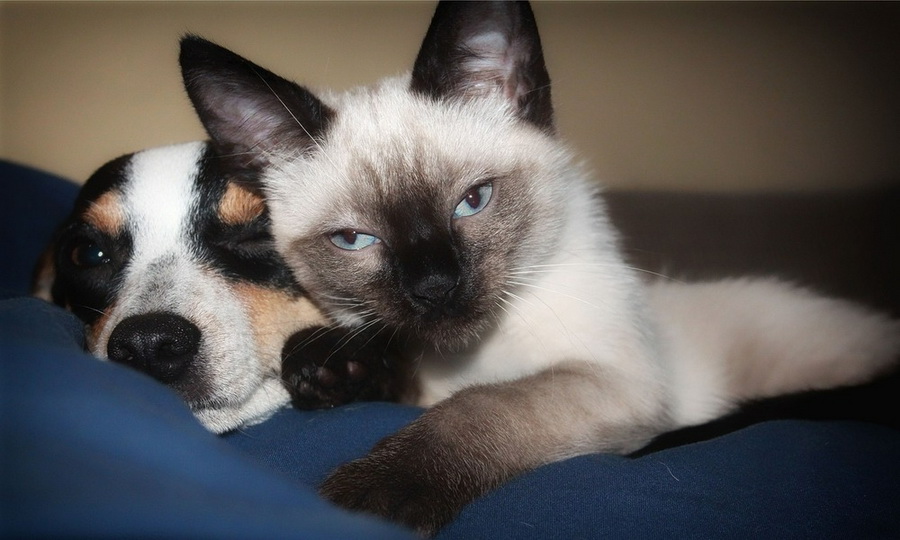 Бигль и сиамский кот