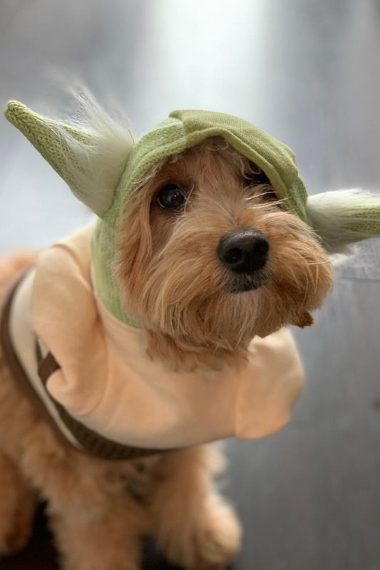 Мини-голдендудль в шапочке